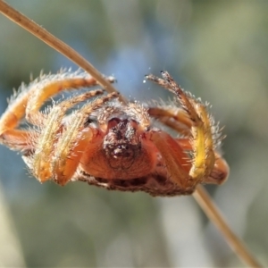 Dolophones sp. (genus) at Cook, ACT - 10 Jan 2021 09:28 AM