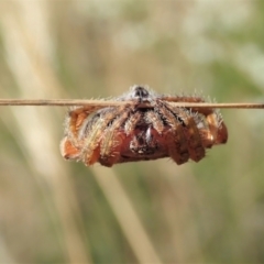 Dolophones sp. (genus) at Cook, ACT - 10 Jan 2021 09:28 AM