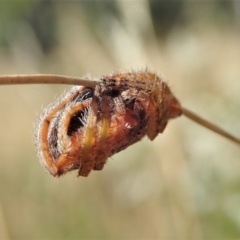 Dolophones sp. (genus) at Cook, ACT - 10 Jan 2021 09:28 AM