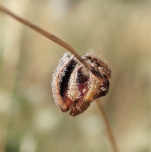 Dolophones sp. (genus) at Cook, ACT - 10 Jan 2021 09:28 AM