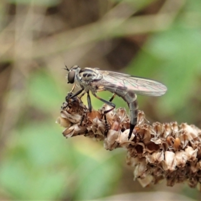 Cerdistus varifemoratus (Robber fly) at Aranda Bushland - 7 Jan 2021 by CathB