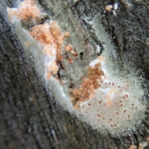 Eriococcidae sp. (family) at Cook, ACT - 21 Nov 2020