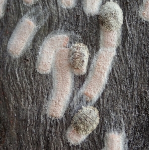 Eriococcidae sp. (family) at Cook, ACT - 21 Nov 2020