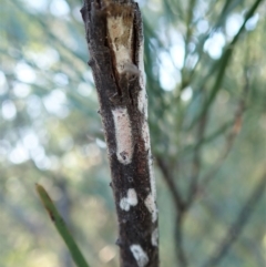 Eriococcidae sp. (family) (Unidentified felted scale) at Cook, ACT - 14 Jan 2021 by CathB