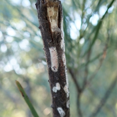 Eriococcidae sp. (family) (Unidentified felted scale) at Cook, ACT - 14 Jan 2021 by CathB