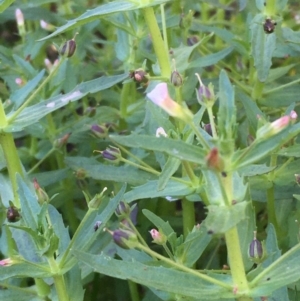 Gratiola pedunculata at Downer, ACT - 14 Jan 2021