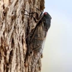 Psaltoda moerens (Redeye cicada) at Wodonga, VIC - 9 Jan 2021 by Kyliegw