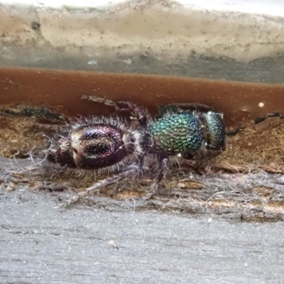 Aglaotilla sp. (genus) (Australian Velvet Ant) at Cook, ACT - 9 Nov 2020 by CathB