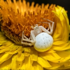 Thomisus spectabilis (Spectacular Crab Spider) at Acton, ACT - 15 Jan 2021 by Roger