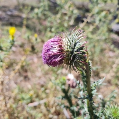 Carduus nutans (Nodding Thistle) at Dairymans Plains, NSW - 13 Jan 2021 by Mike