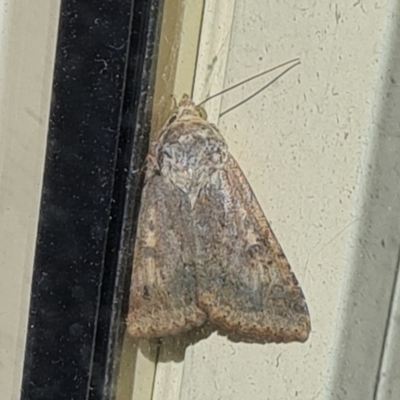 Hypoperigea tonsa (A noctuid moth) at Isaacs, ACT - 9 Jan 2021 by Mike