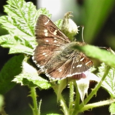 Pasma tasmanica (Two-spotted Grass-skipper) at Cotter River, ACT - 15 Jan 2021 by JohnBundock