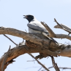 Coracina novaehollandiae (Black-faced Cuckooshrike) at The Pinnacle - 12 Jan 2021 by AlisonMilton
