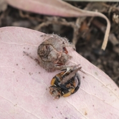 Dolophones sp. (genus) (Wrap-around spider) at Higgins, ACT - 12 Jan 2021 by AlisonMilton