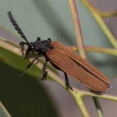 Porrostoma rhipidium (Long-nosed Lycid (Net-winged) beetle) at Weetangera, ACT - 11 Jan 2021 by AlisonMilton