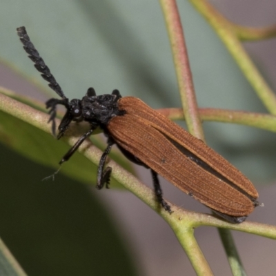 Porrostoma rhipidium (Long-nosed Lycid (Net-winged) beetle) at Weetangera, ACT - 11 Jan 2021 by AlisonMilton