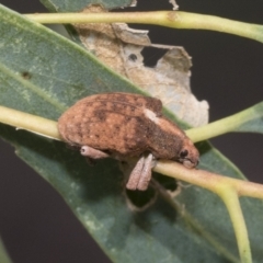 Gonipterus sp. (genus) (Eucalyptus Weevil) at Weetangera, ACT - 12 Jan 2021 by AlisonMilton