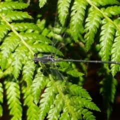 Austroargiolestes icteromelas (Common Flatwing) at Acton, ACT - 15 Jan 2021 by tpreston