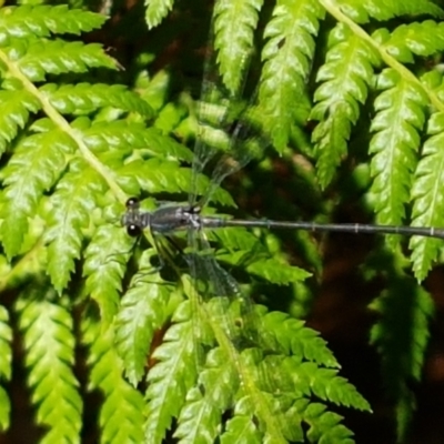 Austroargiolestes icteromelas (Common Flatwing) at Acton, ACT - 15 Jan 2021 by trevorpreston