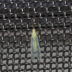 Mallada traviatus (Goldeneye Lacewing) at Higgins, ACT - 5 Jan 2021 by AlisonMilton