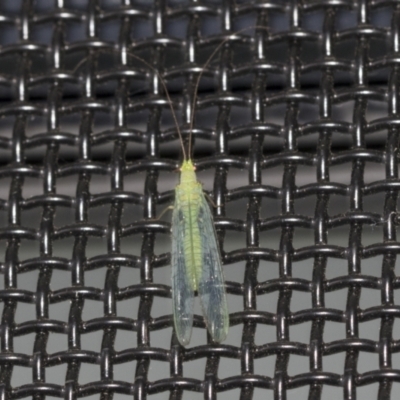 Mallada traviatus (Goldeneye Lacewing) at Higgins, ACT - 6 Jan 2021 by AlisonMilton