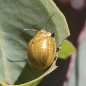 Paropsisterna cloelia at Cook, ACT - 12 Jan 2021