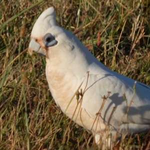 Cacatua sanguinea at Majura, ACT - 15 Jan 2021