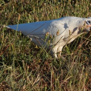 Cacatua sanguinea at Majura, ACT - 15 Jan 2021