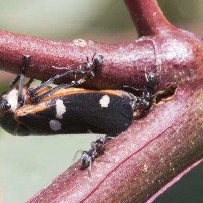 Eurymela fenestrata (Gum tree leafhopper) at Cook, ACT - 11 Jan 2021 by AlisonMilton