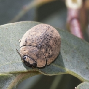 Trachymela sp. (genus) at Weetangera, ACT - 12 Jan 2021