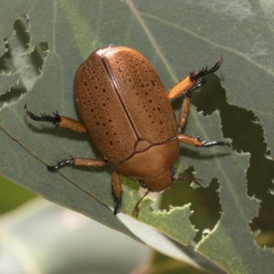 Anoplognathus porosus (Porosus Christmas beetle) at Weetangera, ACT - 12 Jan 2021 by AlisonMilton