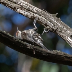 Climacteris erythrops (Red-browed Treecreeper) at Cotter River, ACT - 15 Jan 2021 by rawshorty