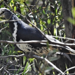 Leucosarcia melanoleuca at Cotter River, ACT - 15 Jan 2021