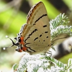 Jalmenus evagoras (Imperial Hairstreak) at Cotter River, ACT - 15 Jan 2021 by JohnBundock