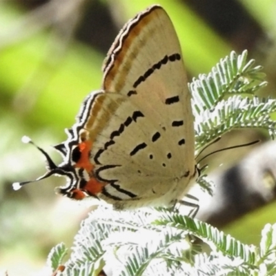 Jalmenus evagoras (Imperial Hairstreak) at Cotter River, ACT - 15 Jan 2021 by JohnBundock