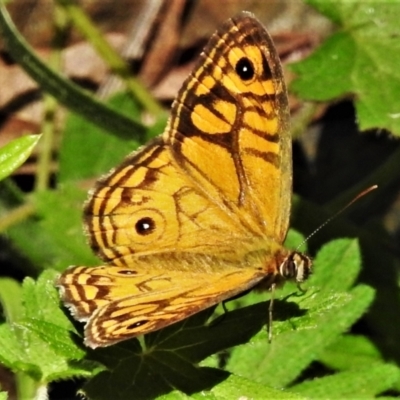 Geitoneura acantha (Ringed Xenica) at Cotter River, ACT - 15 Jan 2021 by JohnBundock