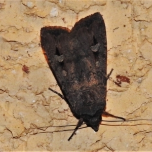 Agrotis infusa at Wanniassa, ACT - 14 Jan 2021 09:50 PM