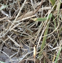 Chrysonoma paracycla (Chrysonoma paracycla) at Murrumbateman, NSW - 15 Jan 2021 by SimoneC