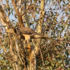 Accipiter fasciatus (Brown Goshawk) at Sutton, NSW - 17 Dec 2020 by rileydm