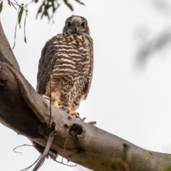 Accipiter fasciatus at Sutton, NSW - 17 Dec 2020