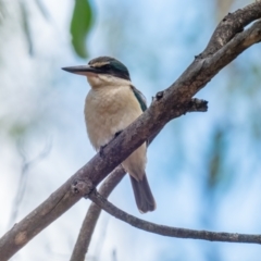 Todiramphus sanctus at Sutton, NSW - 29 Dec 2020