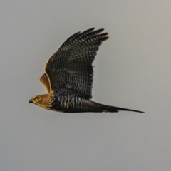 Accipiter fasciatus (Brown Goshawk) at Sutton, NSW - 7 Jan 2021 by rileydm