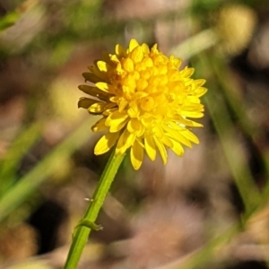 Calotis lappulacea at Cook, ACT - 26 Nov 2020