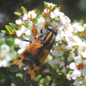 Pelecorhynchus flavipennis at Kosciuszko National Park, NSW - 13 Jan 2021