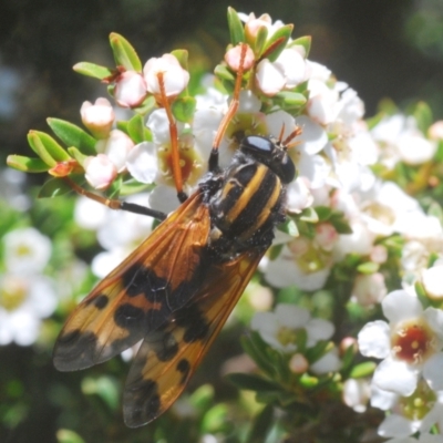 Pelecorhynchus flavipennis (A pelecorhynchid fly) at Kosciuszko National Park - 13 Jan 2021 by Harrisi