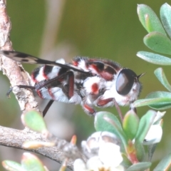 Pelecorhynchus nigripennis (Red-ruffed pelecorhynchid) at Kosciuszko National Park, NSW - 13 Jan 2021 by Harrisi