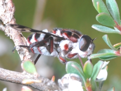 Pelecorhynchus nigripennis (Red-ruffed pelecorhynchid) at Kosciuszko National Park, NSW - 13 Jan 2021 by Harrisi