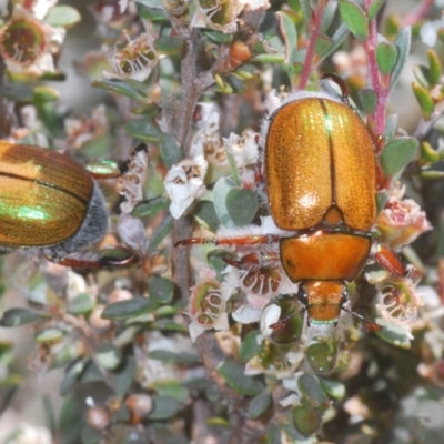 Anoplognathus sp. (genus) (Unidentified Christmas beetle) at Thredbo, NSW - 13 Jan 2021 by Harrisi