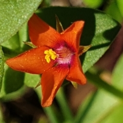 Lysimachia arvensis at Cook, ACT - 16 Nov 2020