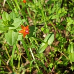 Lysimachia arvensis at Cook, ACT - 16 Nov 2020